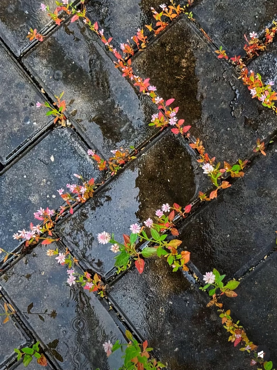 方寸砖缝，藏满蓬勃生机 