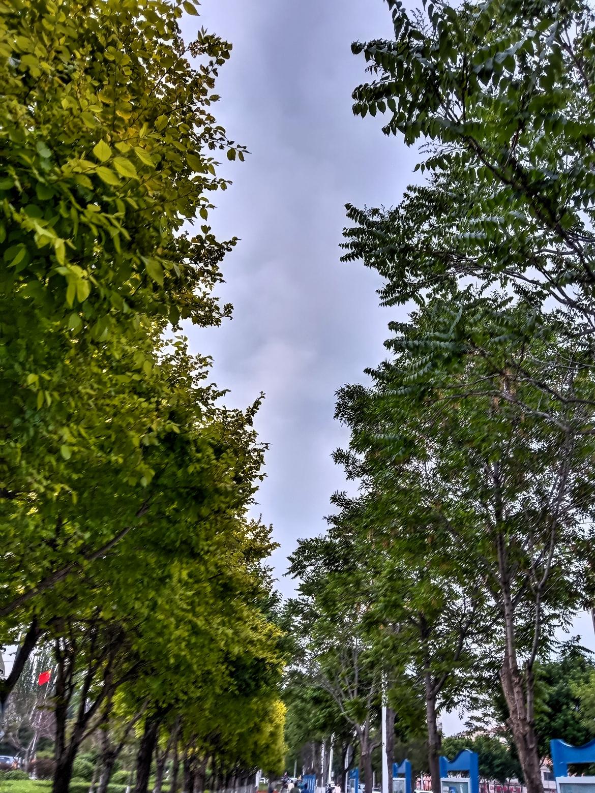 绿意盎然的小径，静谧的午后时光。树阴下的小道，微风拂面，好享受啊！绿树间漫步影像