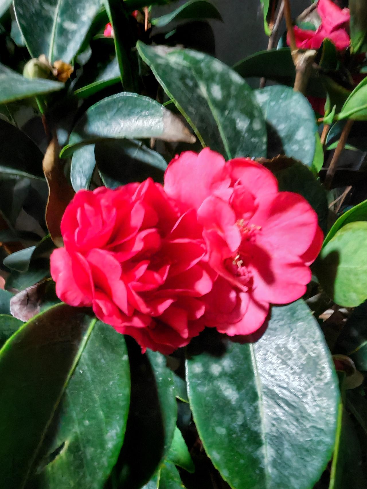 养了一棵四季茶花，一年四季都有花开的那种，是托小区花店老板专门进的货。种上已经大