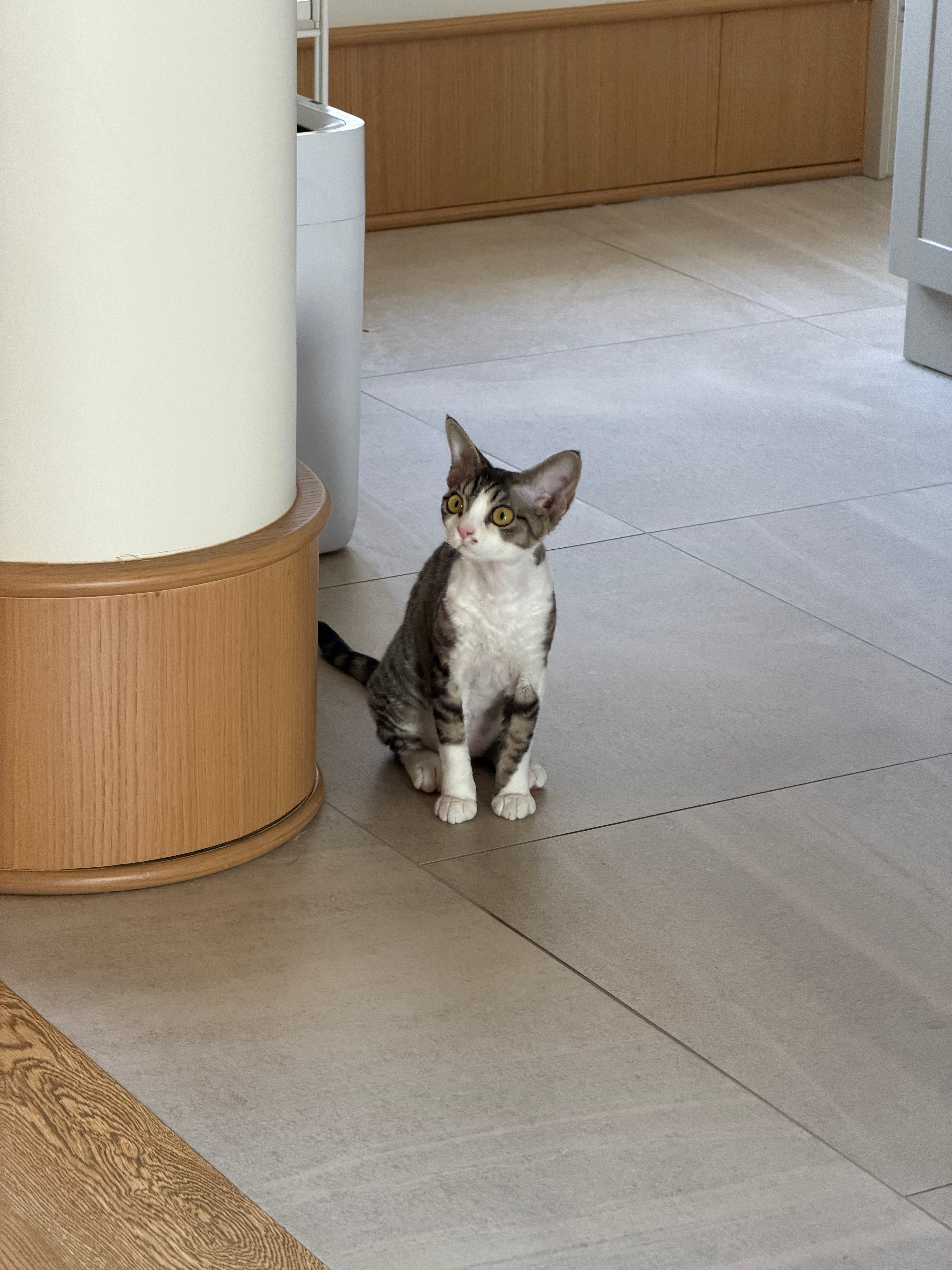 又是酣畅淋漓吸猫的一天！姐妹聚会，快乐加倍日常吸猫