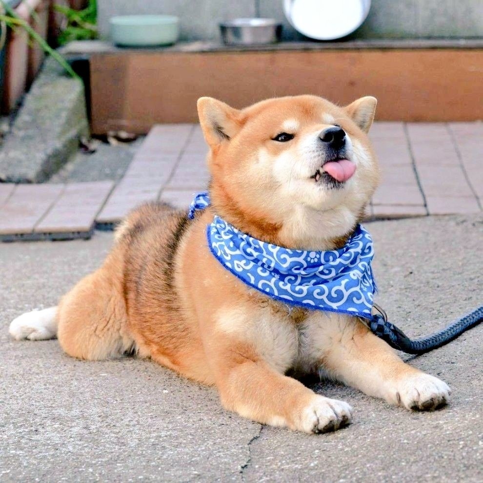 (`⩌´)  （图源：x.com 