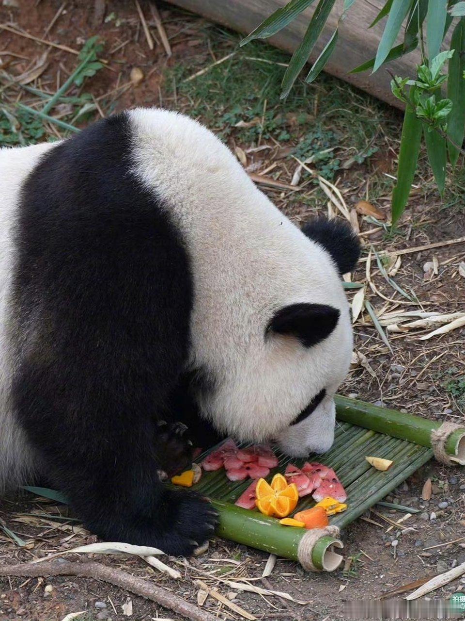 熊猫守护者 安安静静坐着的大熊猫，抱着竹制小玩具自顾玩耍。地上散落着水果辅食，黑