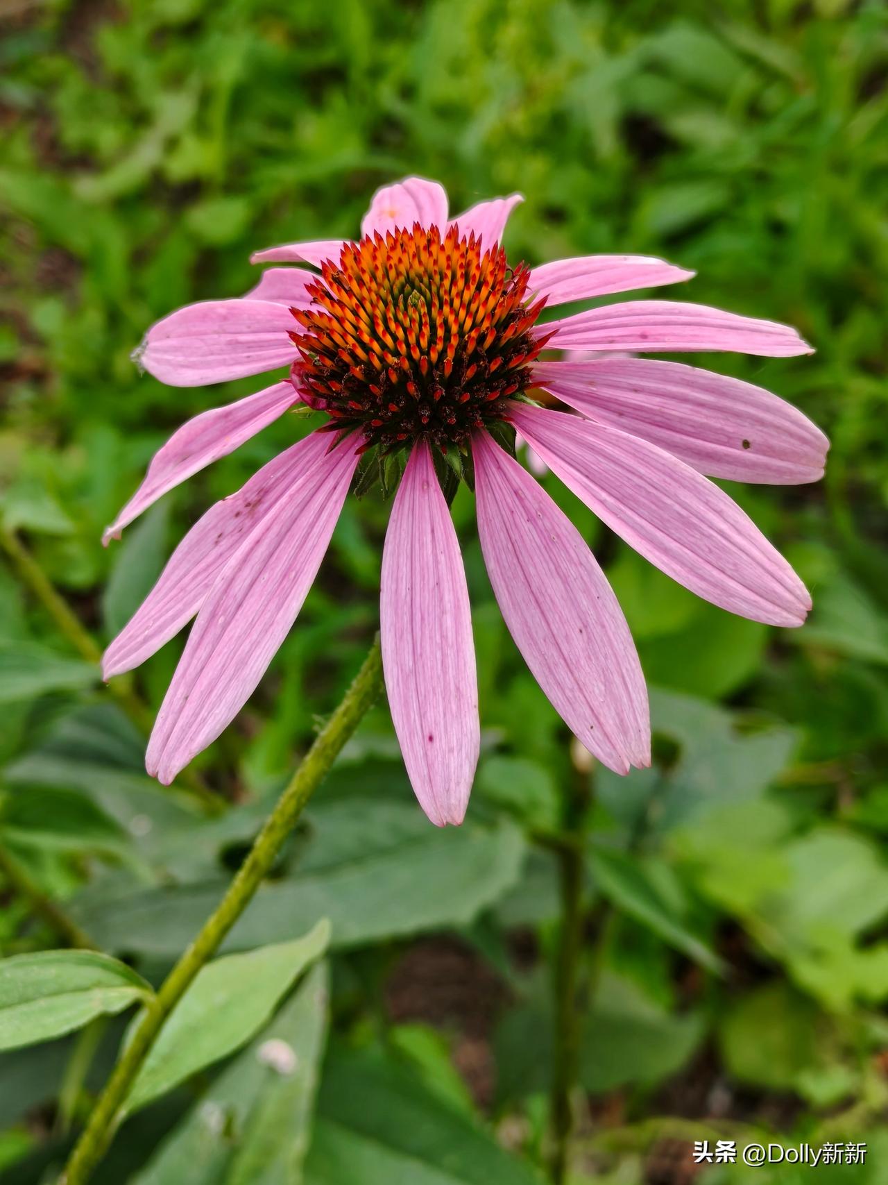 夏日庭院里，松果菊静静开着。粉紫花瓣微博垂落，把骄傲都收了起来，唯有棕褐色的松果