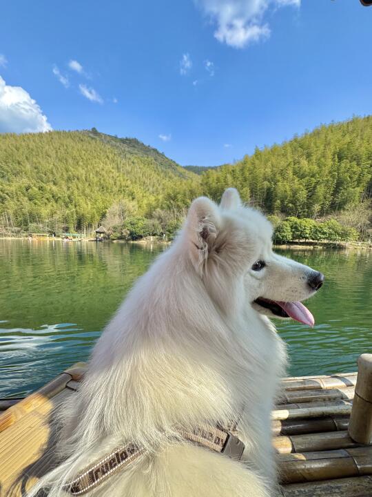 上海周边游｜南山竹海 宠物超级友好！！
