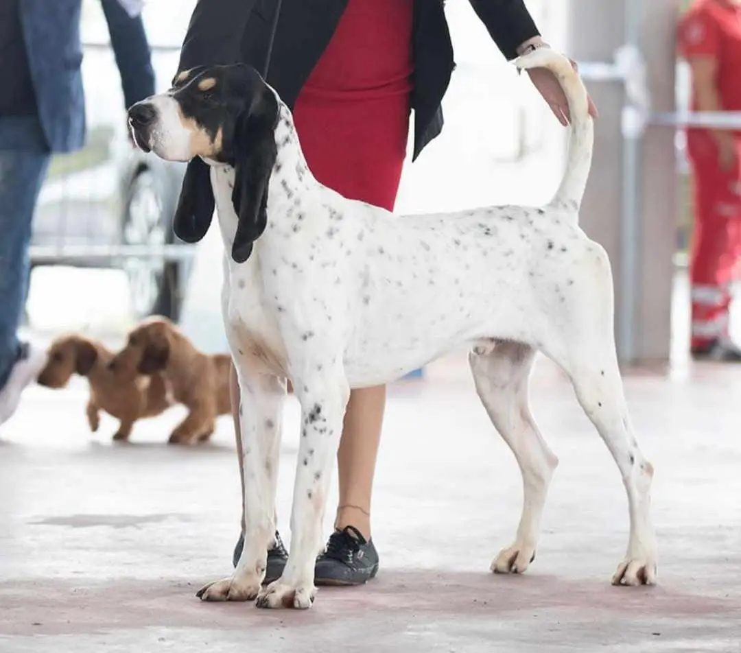 法国猎犬圣东基猎犬