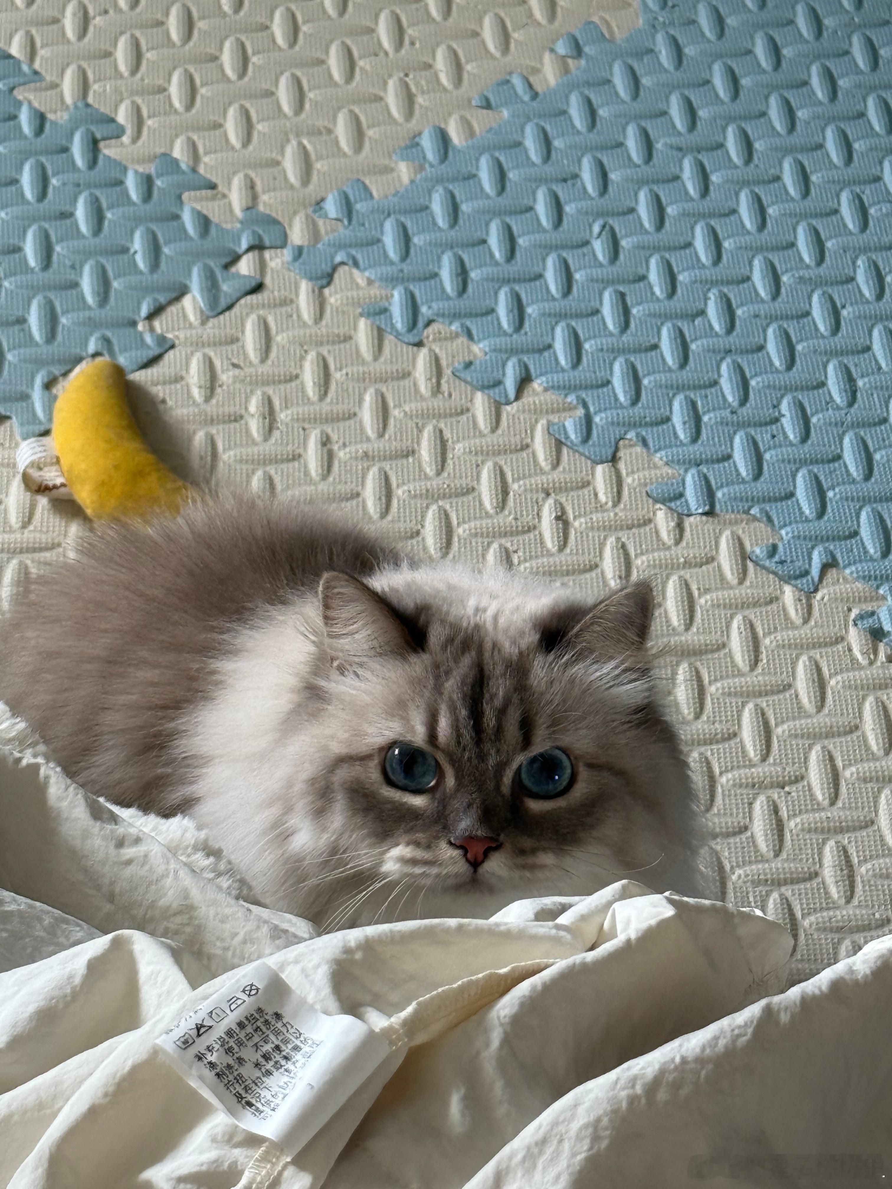 捣蛋猫 ​​​