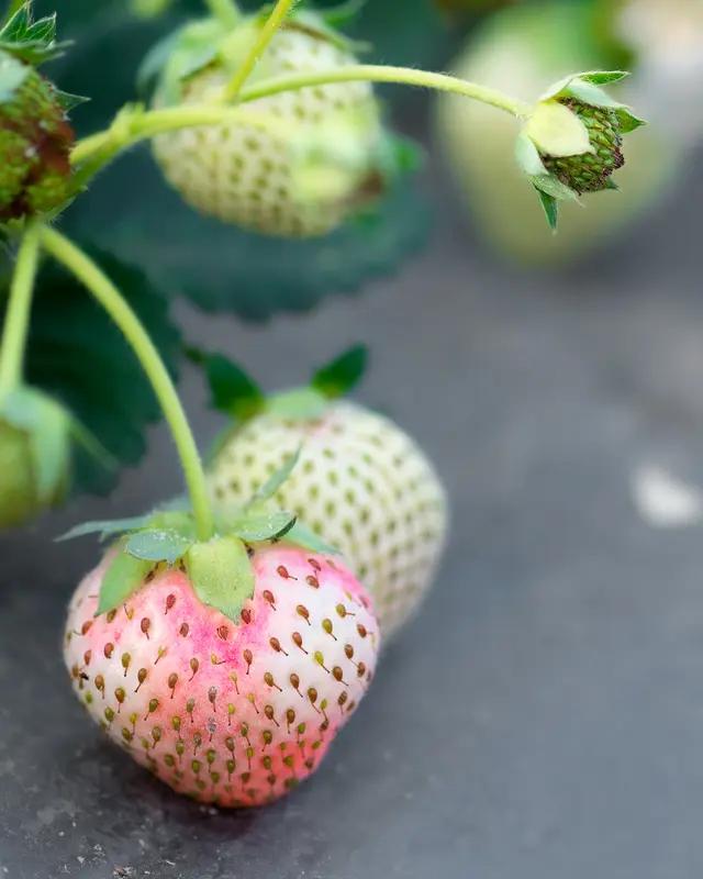 2月23日，辽宁网友发视频，高速广告牌上“葡萄330元1斤、草莓360元1斤”，