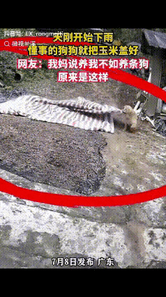 总有人随口吐槽养宠物白费心思，看完这只金毛才懂，人心换真心从来不分物种。
   