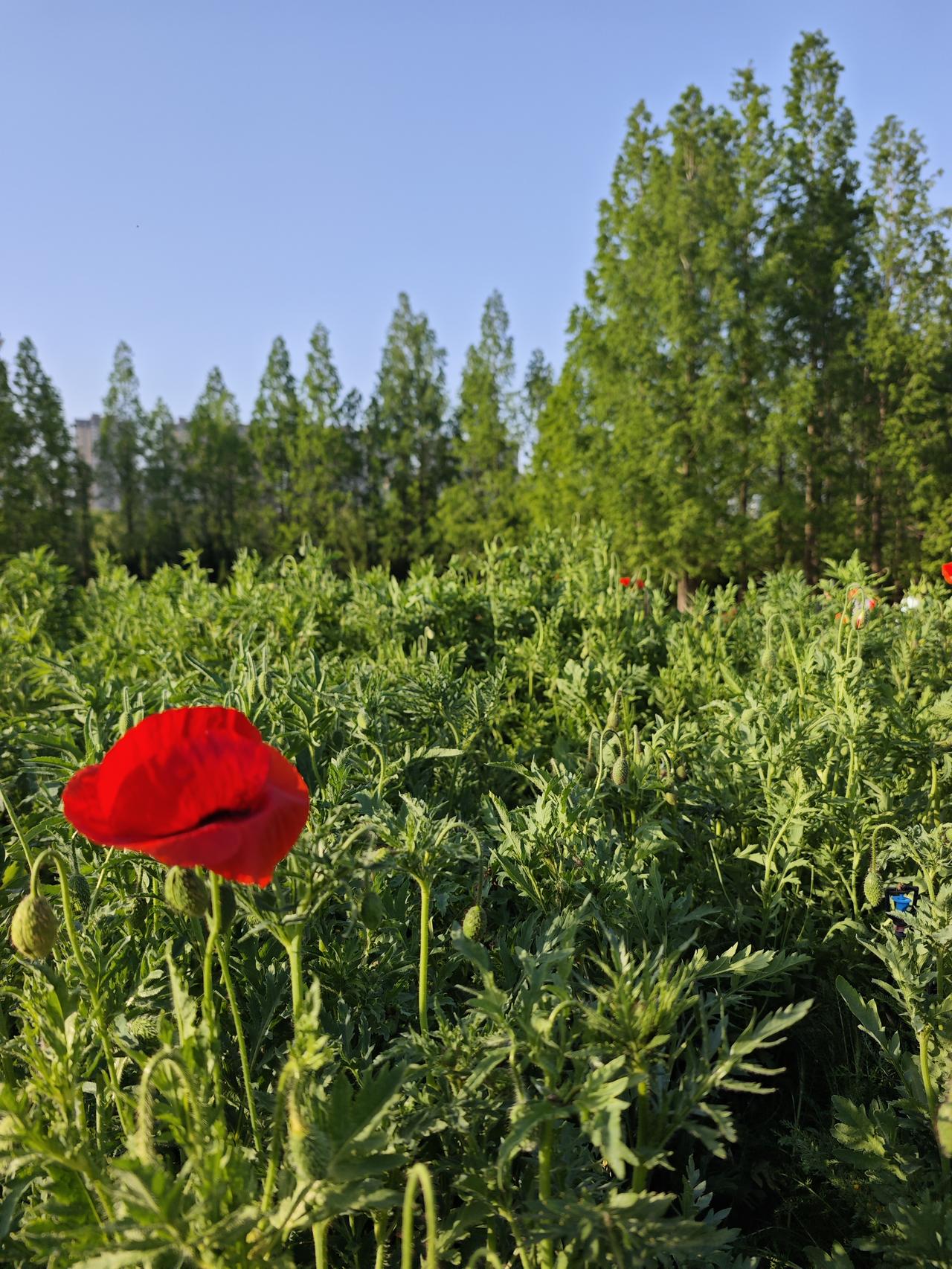 《七律•晨曦村口漫步迟忘归》
作者：转转看到


峰峦叠嶂映朝晖，
浅溪欢笑漩涡