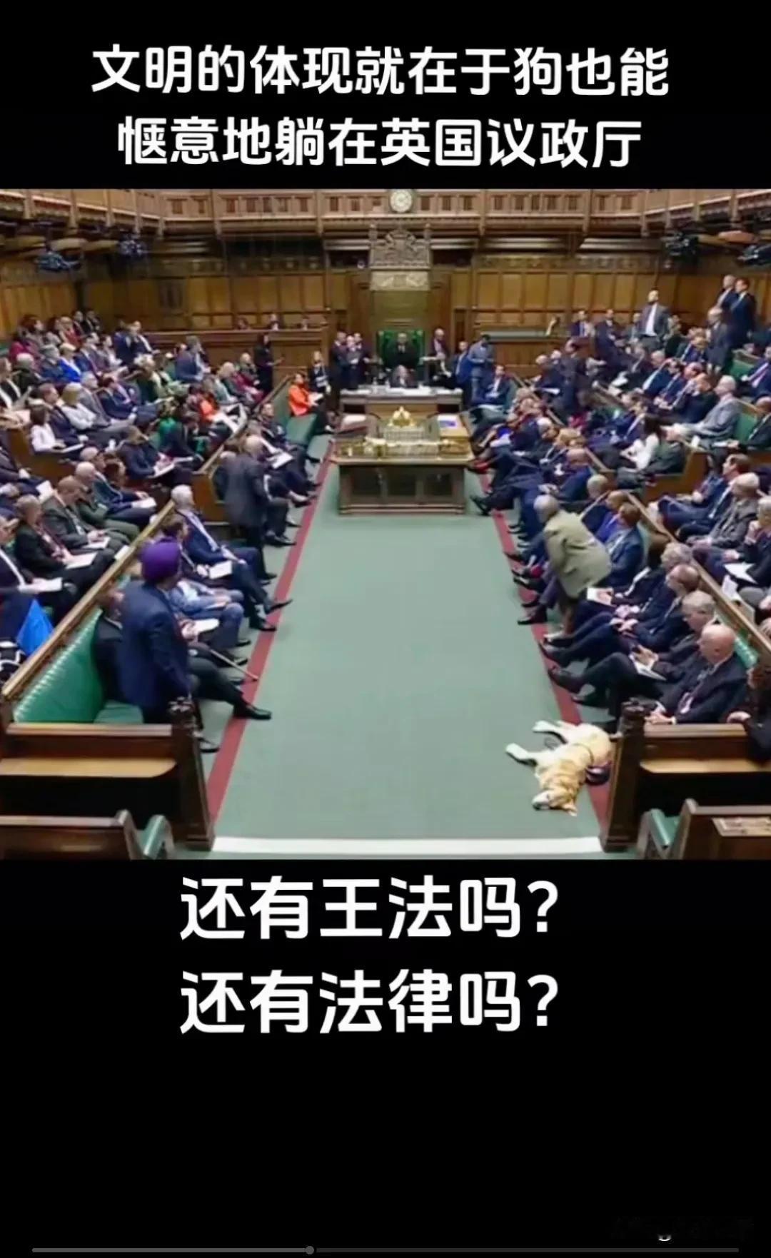 一人得道鸡犬升天，英国狗子参政了[捂脸]

在英国下议院，一只狗子正慵懒的躺在议