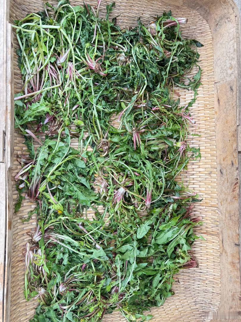 蒲公英茶       清热解毒与消炎：蒲公英茶性质寒凉，有助于清除体内热毒，适用