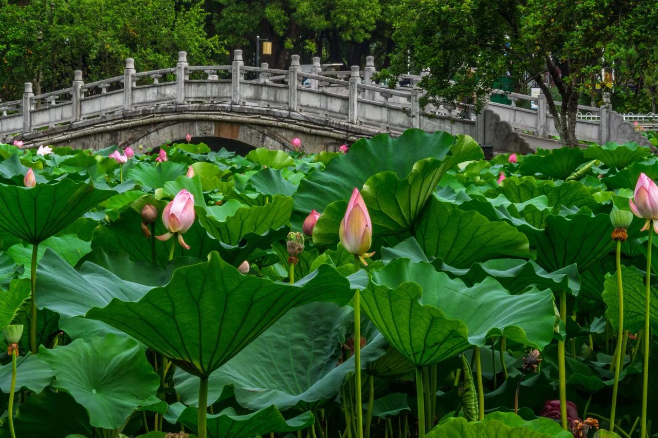 南京莫愁湖。南京莫愁湖正是赏荷好时节 荷塘诗意 诗情画意的荷塘美景 满池荷花
