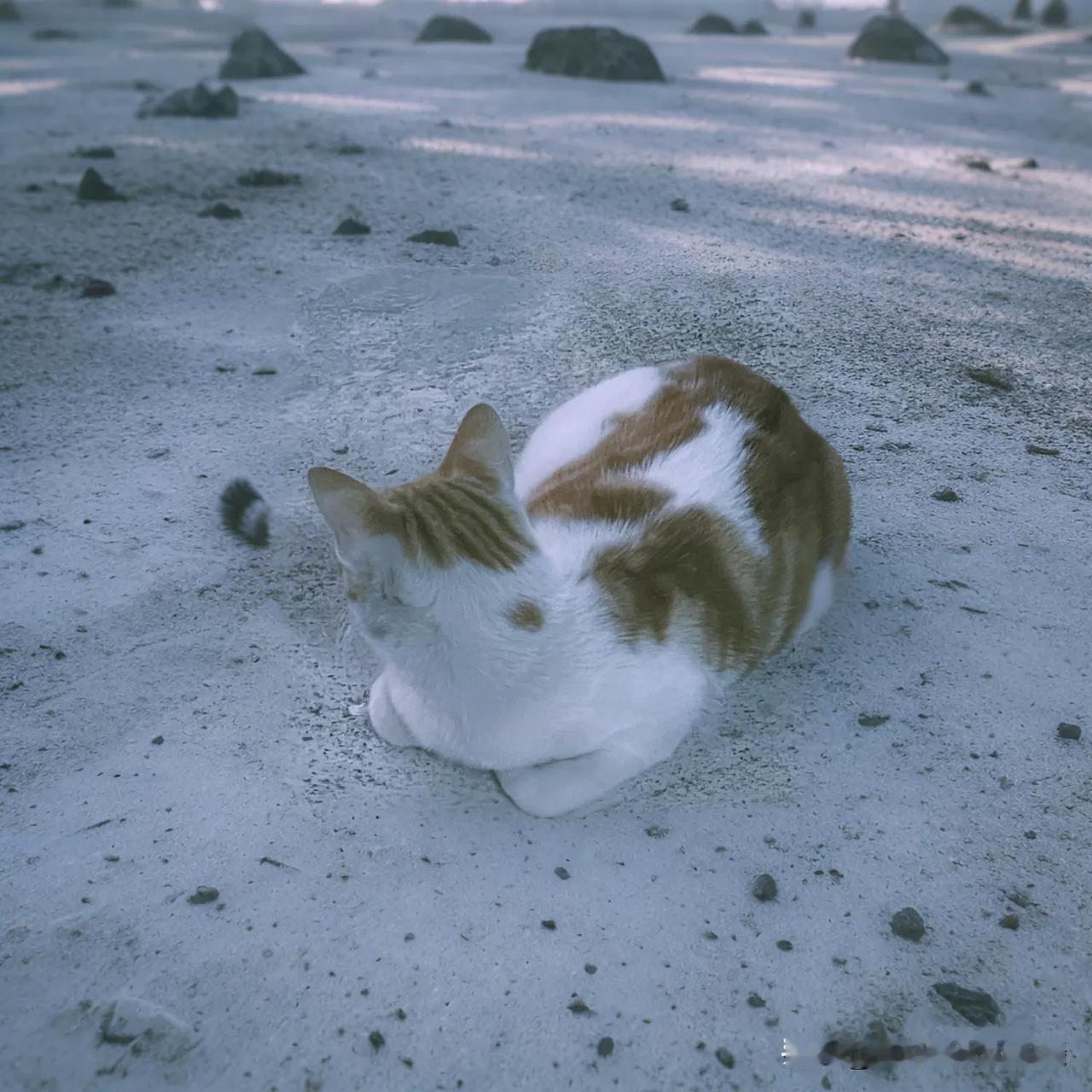 阳光洒在沙滩上的可爱猫咪，猫咪慵懒地卧着，像是被时光宠爱的精灵，惬意又自在。猫咪
