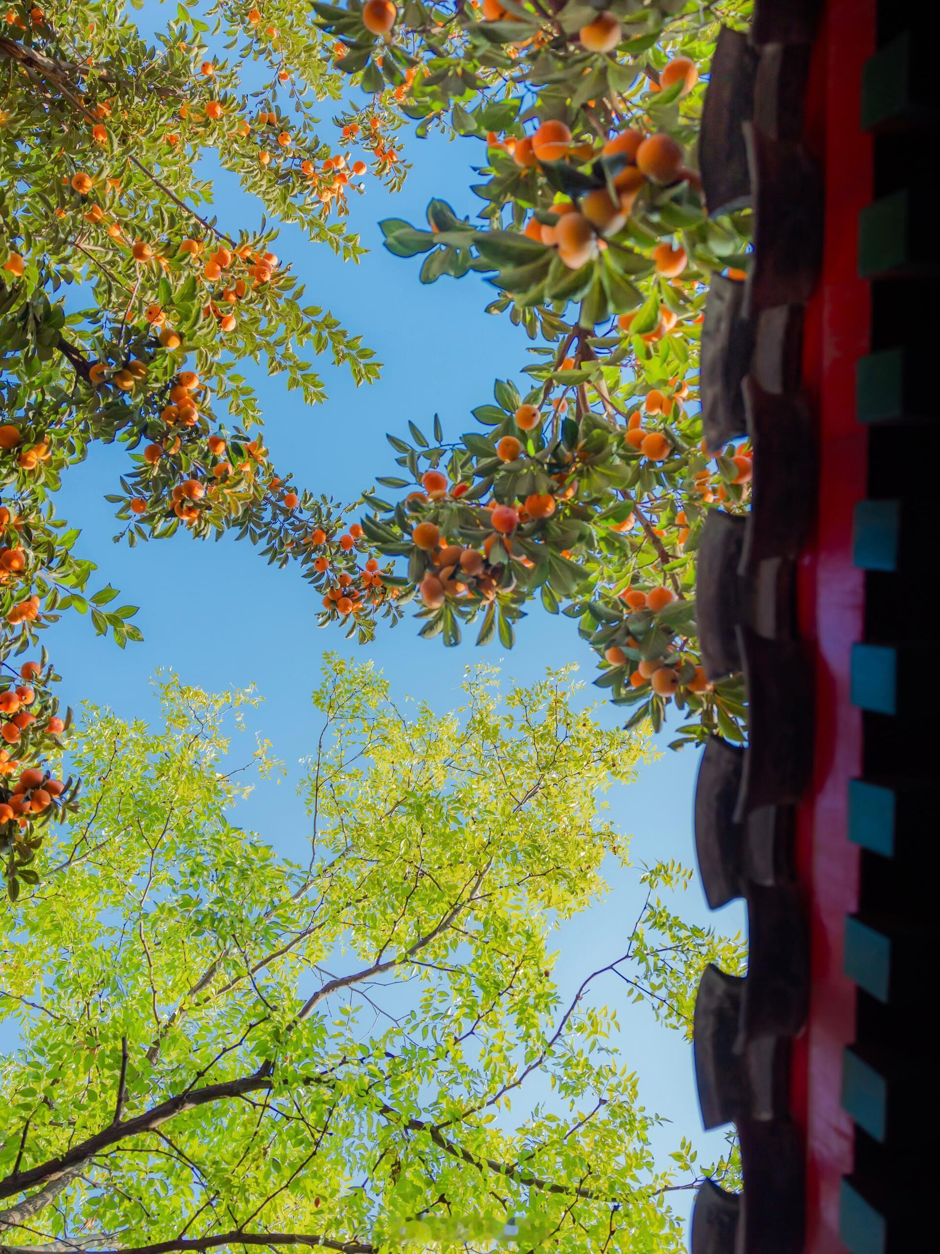 深秋拜访老舍故居，推开朱红木门撞见满树橙红，这些被时光浸润的果实，见证过多少窗前