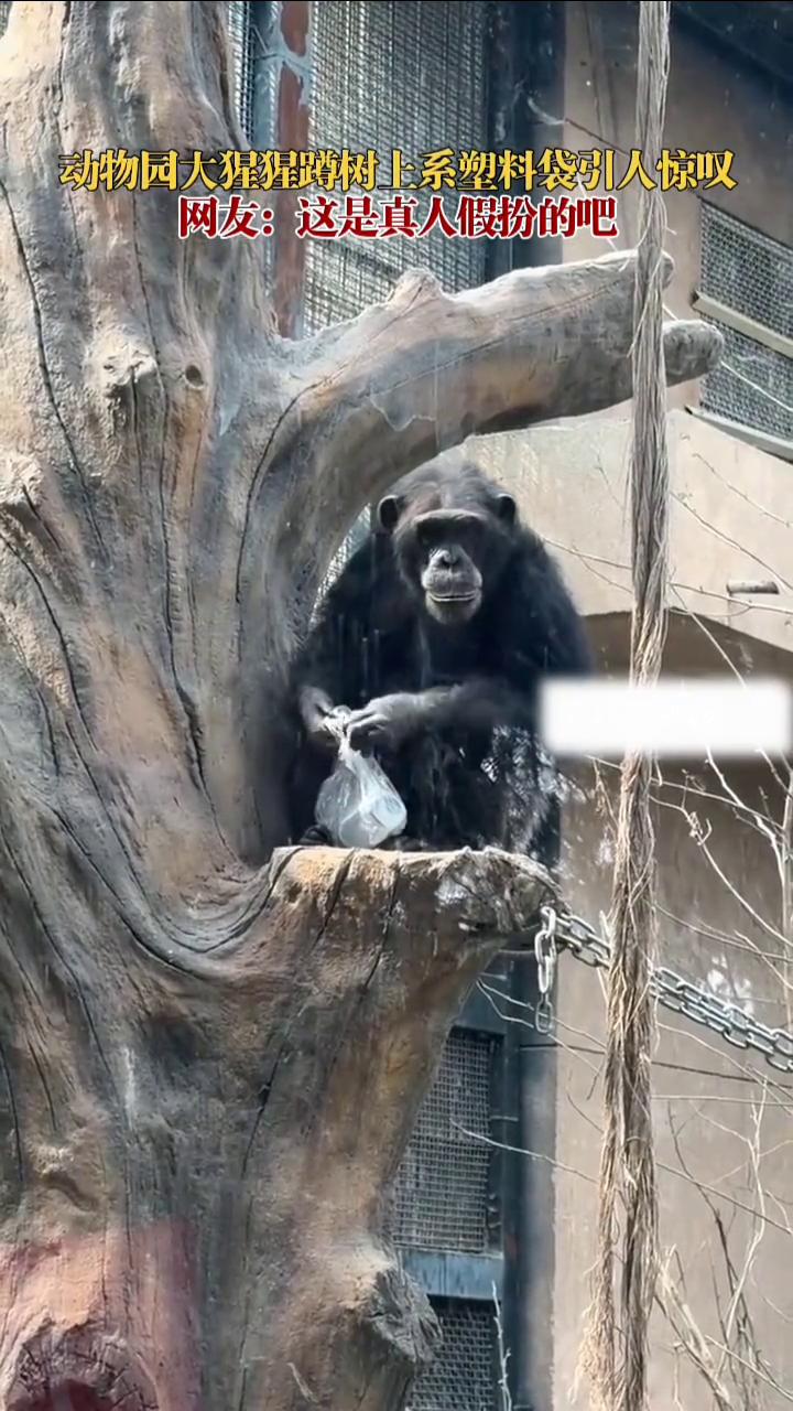 动物园大猩猩蹲树上系塑科袋引人惊叹。网友：这是真人假扮的吧。