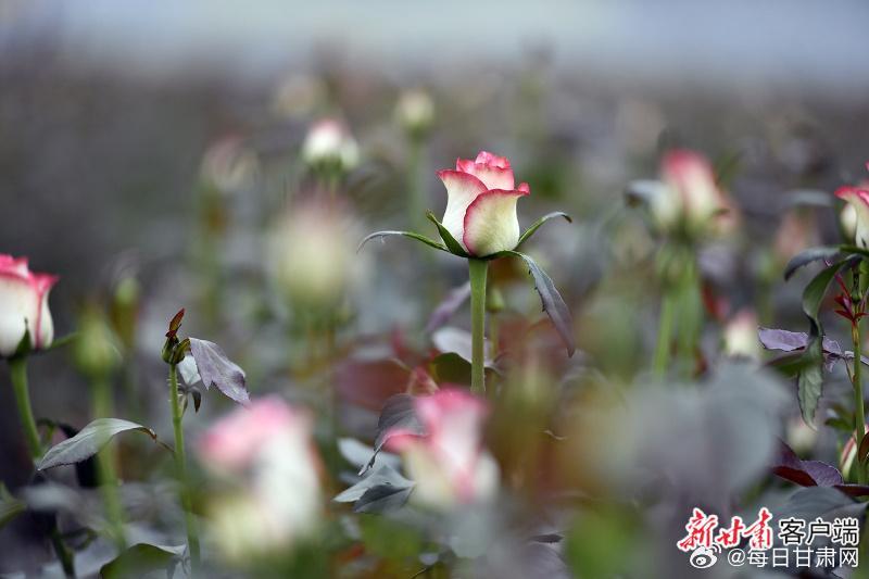 甘肃临洮打造智慧花卉样板【临洮：科技赋能花卉产业】6月23日，位于甘肃省临洮县八