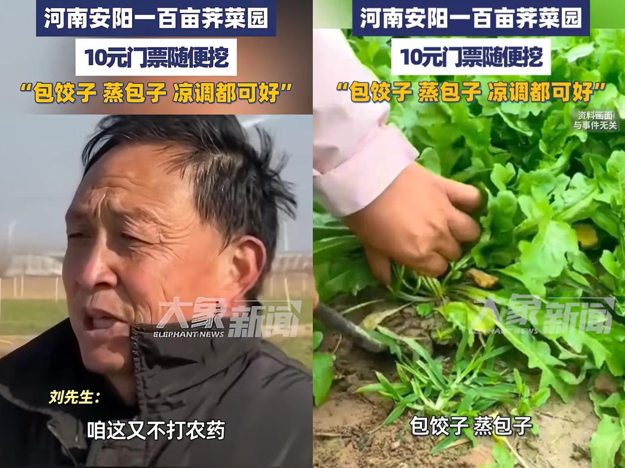 太有头脑了！
河南一男子种了100多亩荠菜，
由于长势不好，再卖不掉就全烂地里了