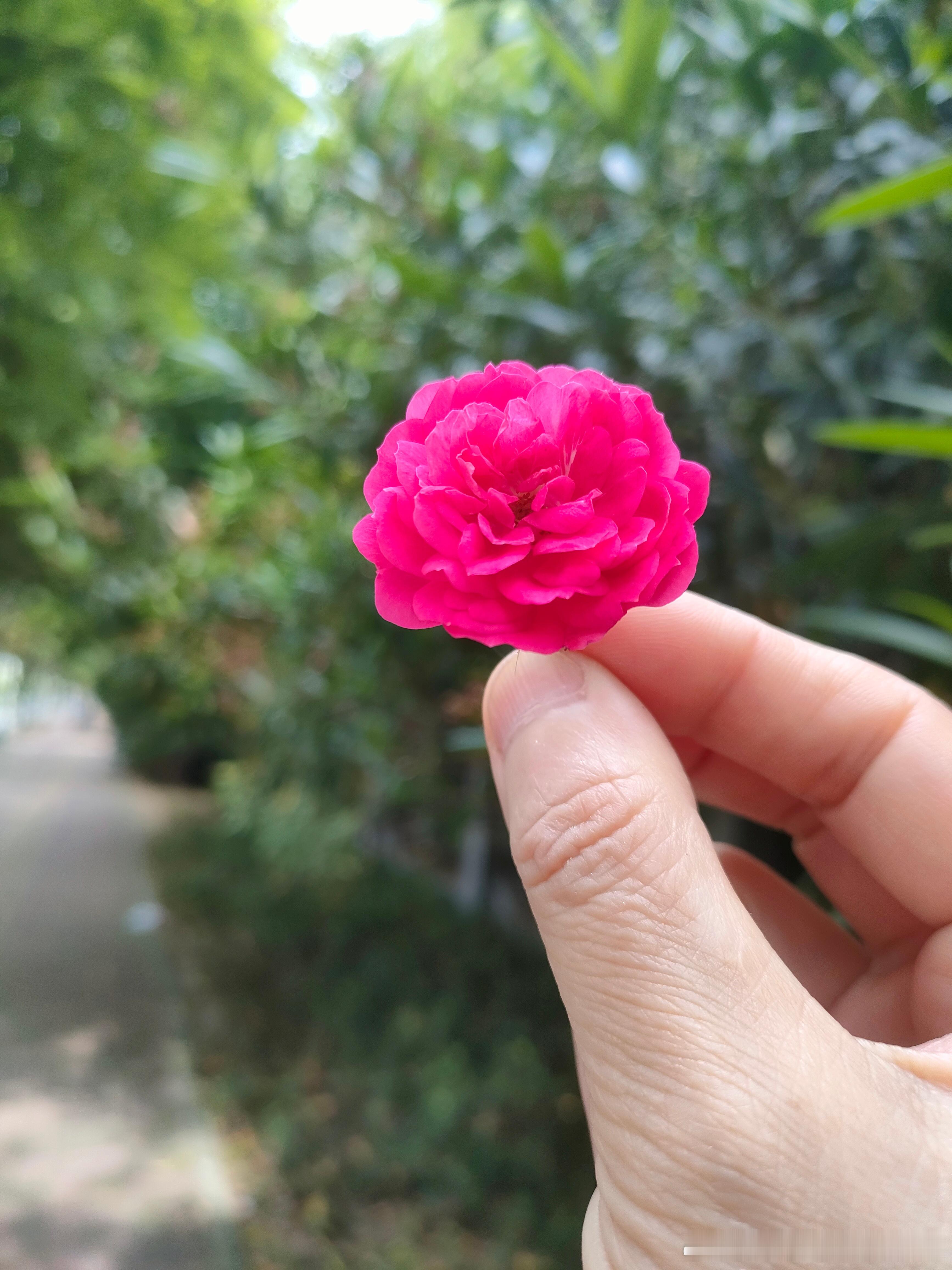 #国医的精诚力量##肥猫的独家绝技实践教学##绿化带马路边的中草药# 这种小月季