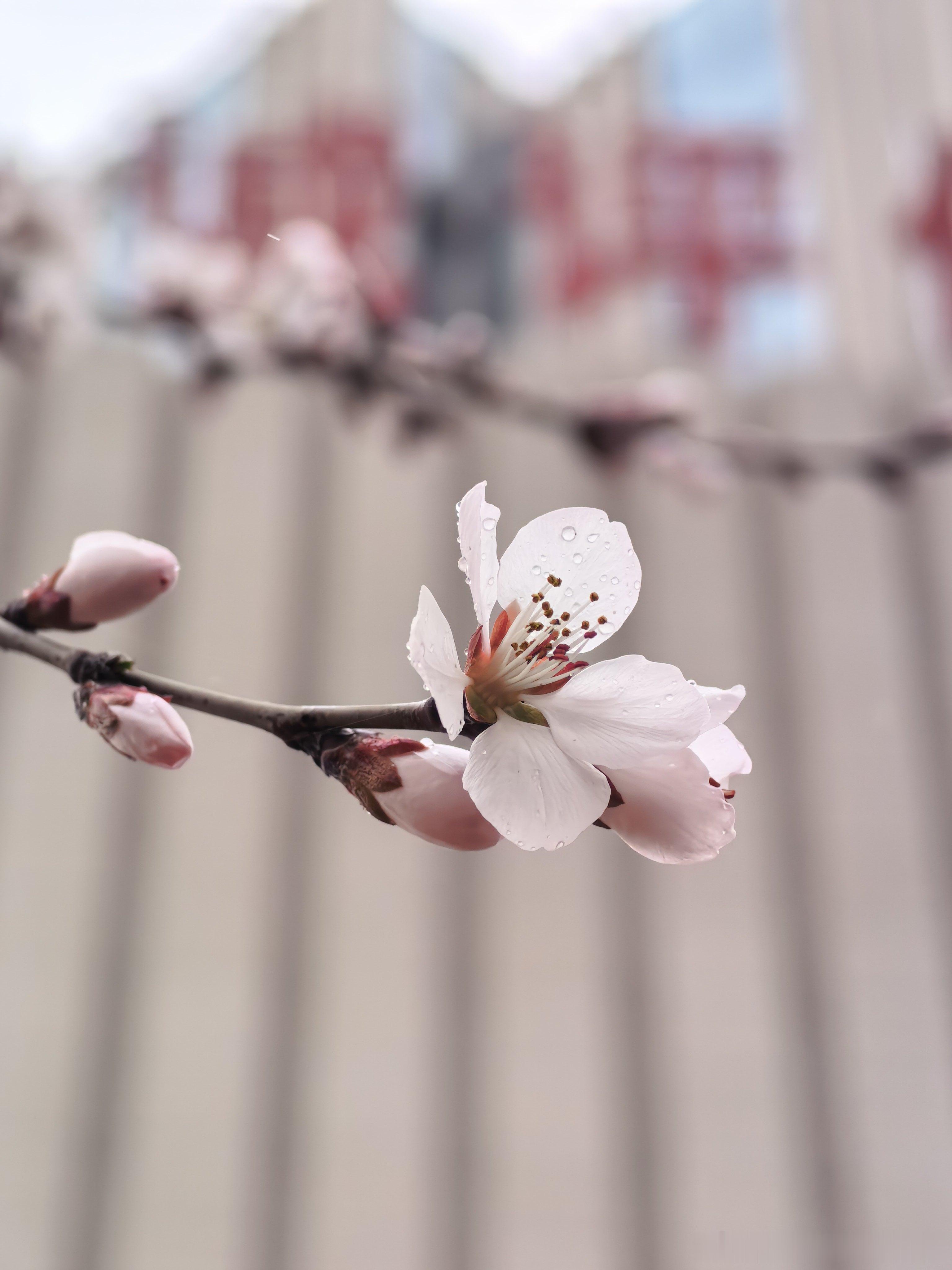 桃花带雨日常