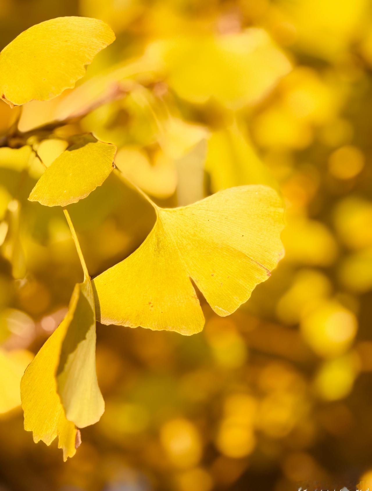 驱车来到银杏村，叶子刚开始黄，干脆用滤镜调整了树叶颜色，然后租了小桌围炉煮茶，在