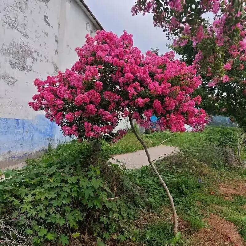 《 紫薇花 》

花枝袅袅舞晴空，
烈日灼灼炫丽容。
不与春花争雨露，
专挑夏暑