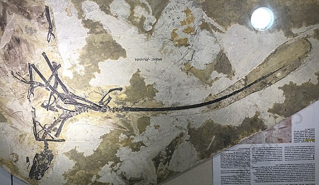 #公开课##你的桌面恐龙博物馆# 第三课 小盗龙（三）Microraptor 虽