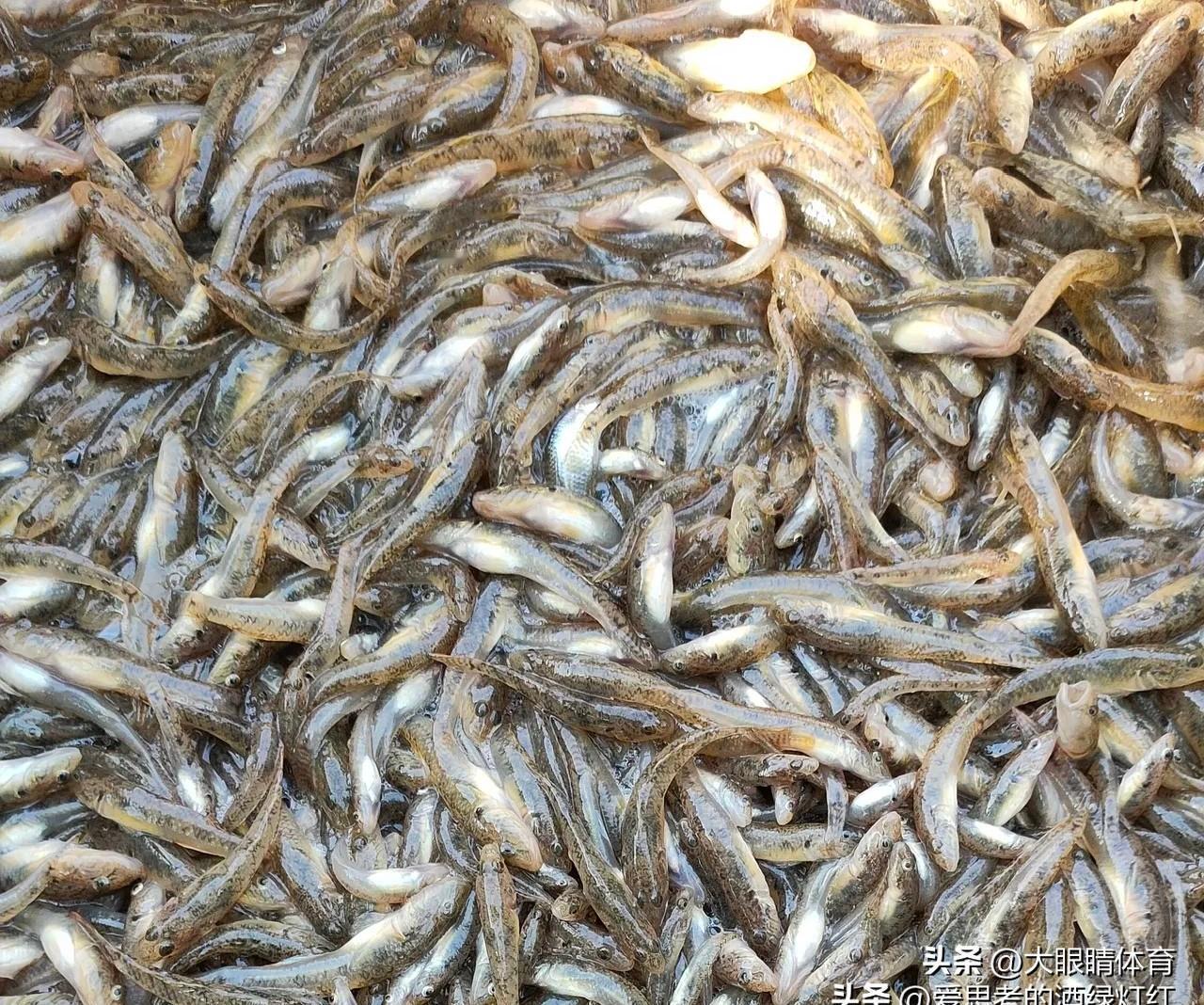 你的一句客套话，可能正在制造对方的负担。
我夸了邻居一句“鱼钓得真不错”。
我的