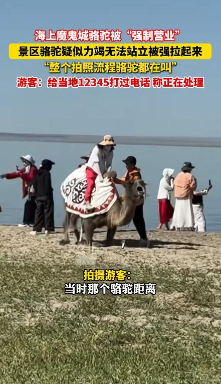 太没人性了！6月16日江北融媒报道，新疆阿勒泰，一女子正在游玩，突然听到骆驼哀嚎