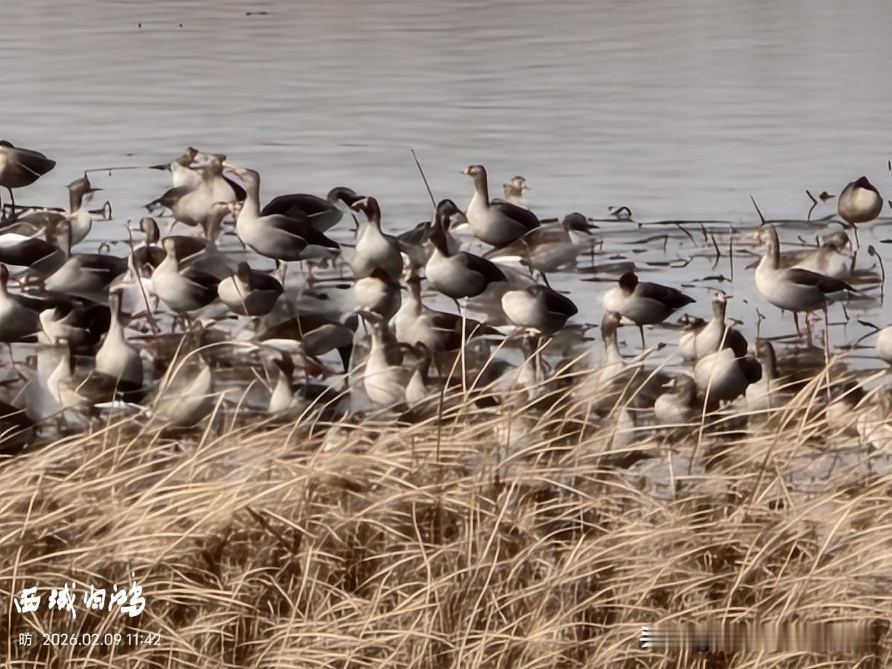 图说东营：在东营市垦利区临黄堤，由东往西近胜利黄河大桥处，有一大片湿地，夏观荷花