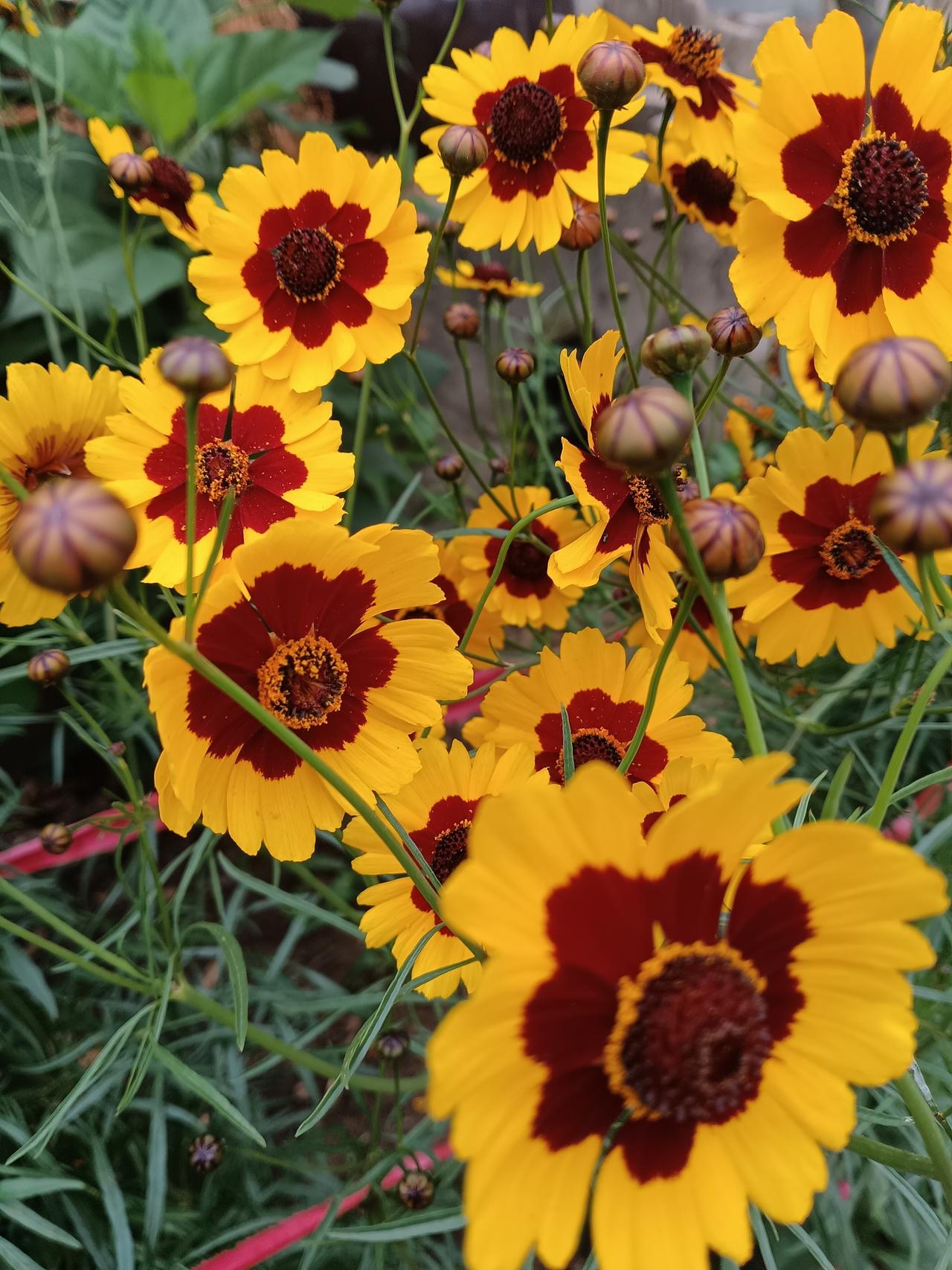 分享一张你拍的花，什么花都行金蕊含丹，黄裳映日，两色金鸡菊如星子缀于绿野。风过处