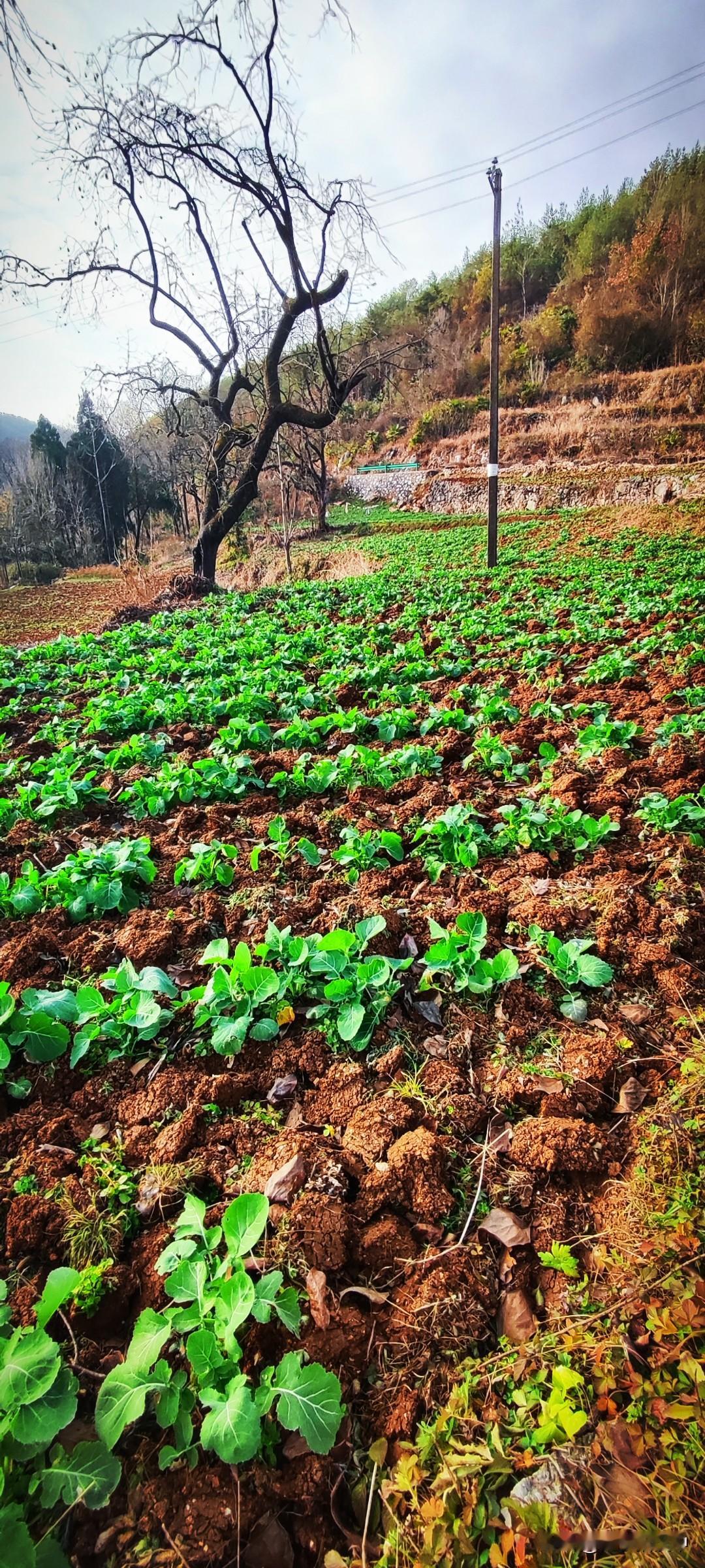 冬日生活打卡季今日晴好，大爷一早就翻地。瞧瞧，一行一行的锄草，顺便用锄头拢出一道
