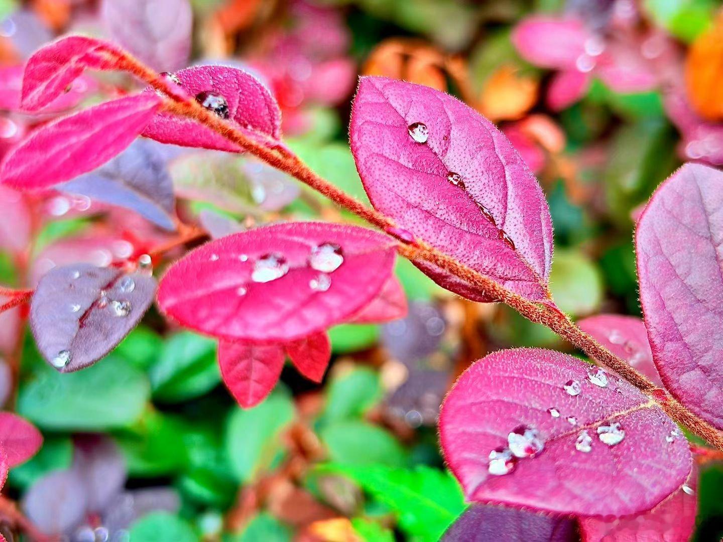 秋天小雨后，到公园转转。 ​​​