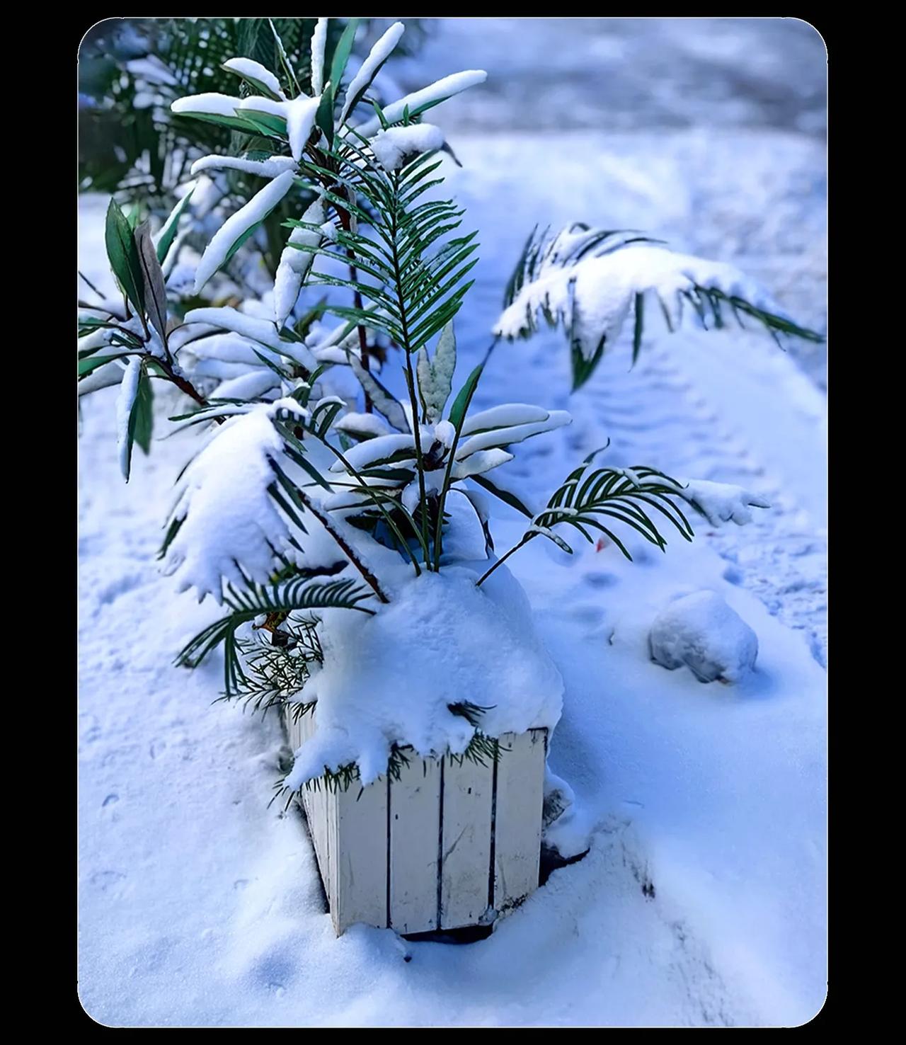 《乌鲁木齐的冬天》
又怀念乌鲁木齐了。那是冬天，蓝天白云，白雪皑皑。已经看不到绿