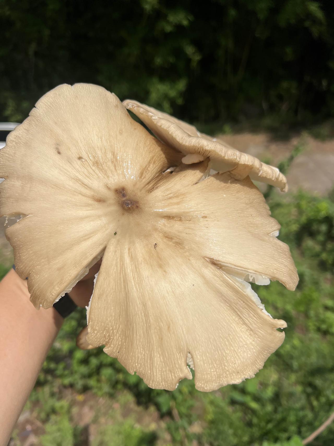 你们那儿叫什么菌？
路边草丛冒出来的大菌子，伞面摊开比手掌还大！
想问下各地老乡