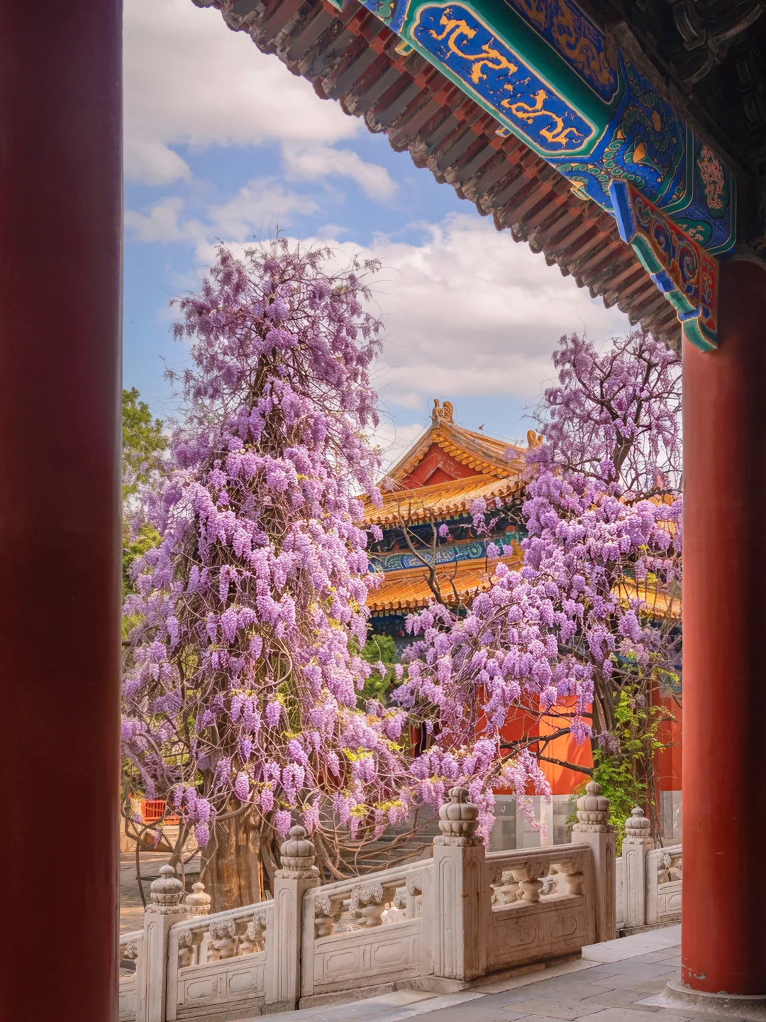 北京紫藤瀑布已盛放，不愧是京城顶流！