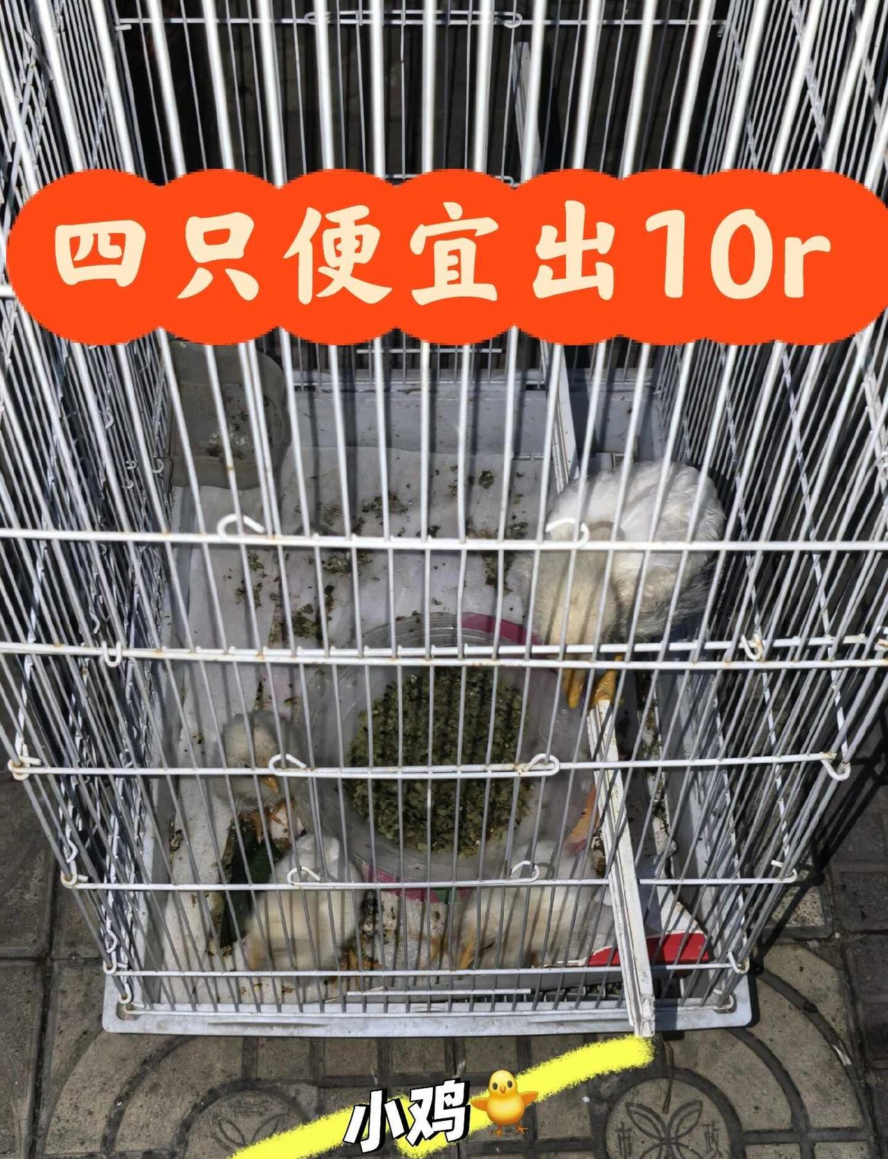 4只小鸡共10元
雏鸟 小鸡 宠物鸡 城市养鸡人 鸡崽相伴萌趣自在 邯郸 邯郸小
