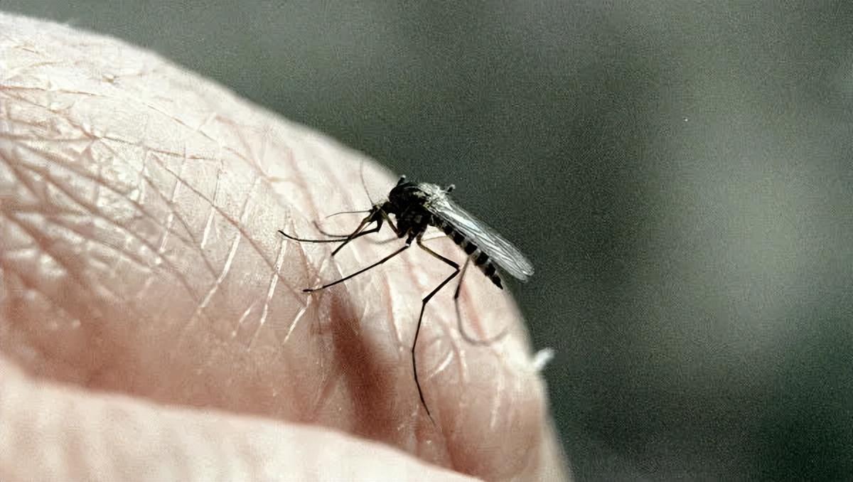 一只蚊子带来的断骨痛无药可治，普通人怎么把感染风险降下来。

厄尔尼诺相关天气变