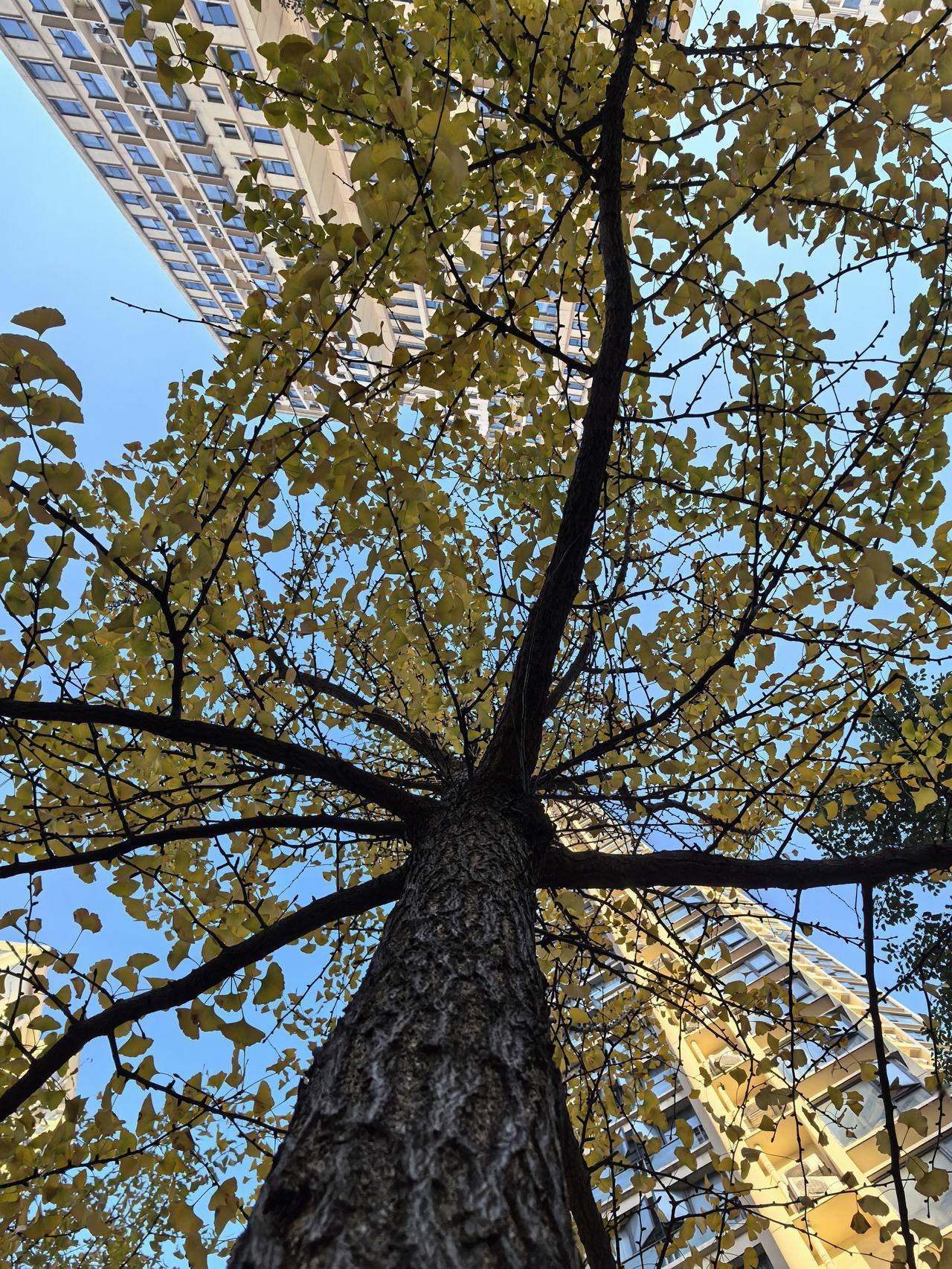 [赞][赞][赞]哈哈哈，好扭曲的倔强萝卜，成型前它在想什么？[呲牙][呲牙][