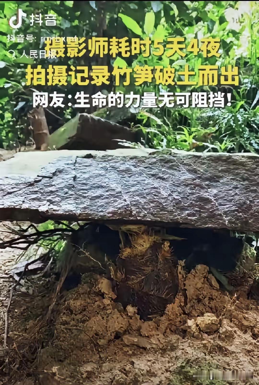 石板压不住的笋，藏着最戳中国人的生命力量
 
“这竹笋做梦都没想到它上人民日报了