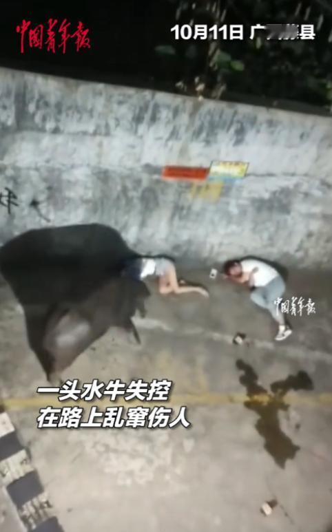 “悲剧还是发生了！”10月11日，广西梧州，一屠宰场的水牛挣脱束缚，跑到了大街上