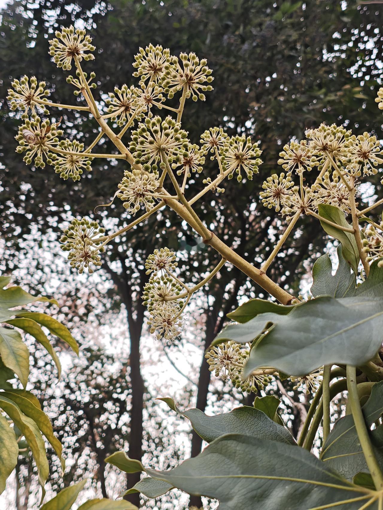 在公园闲逛时，无意间撞见了这丛八角金盘的花穗。细碎的花苞簇拥成伞状，嫩黄的枝桠从