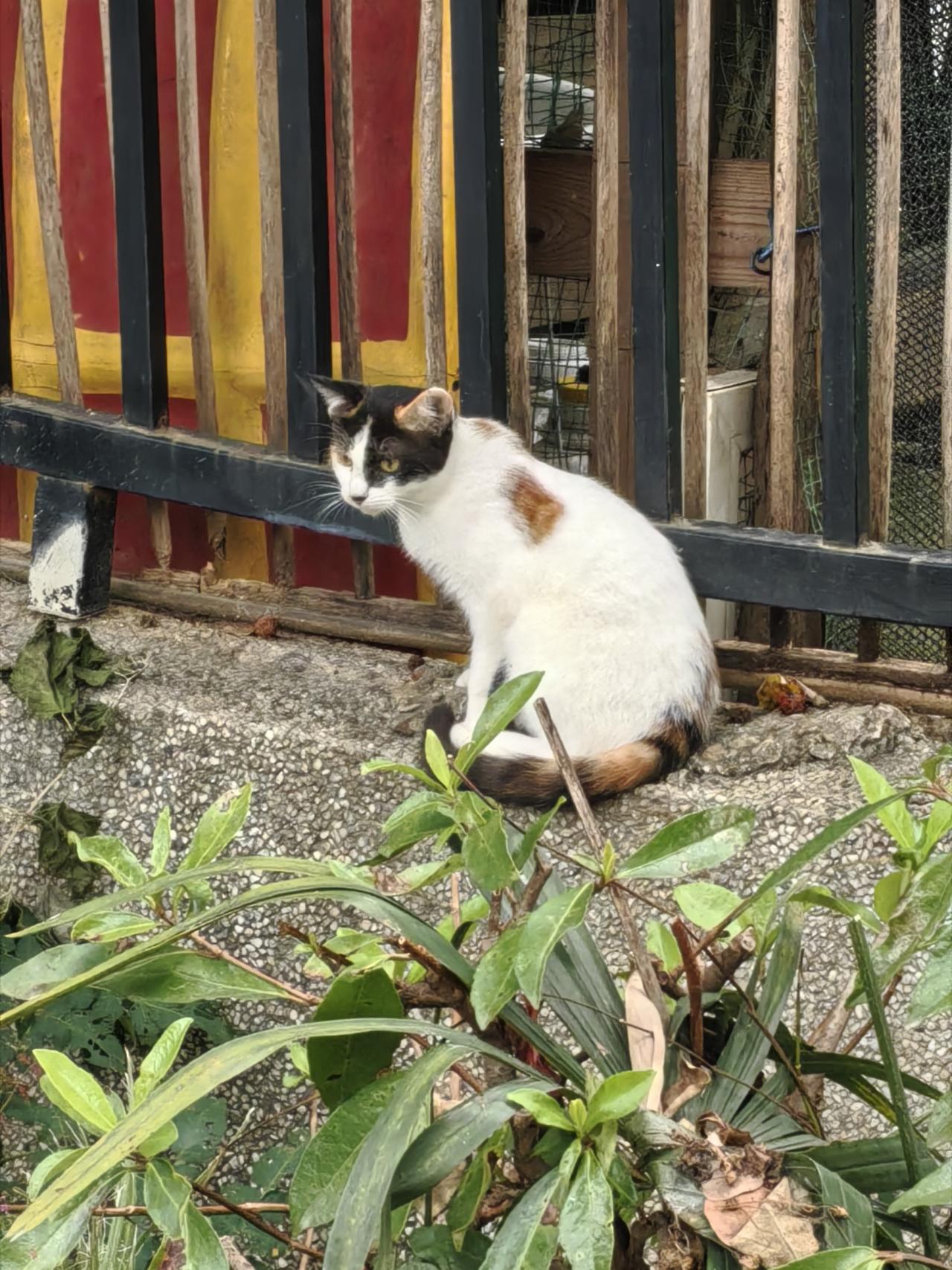 可爱的花猫咪
