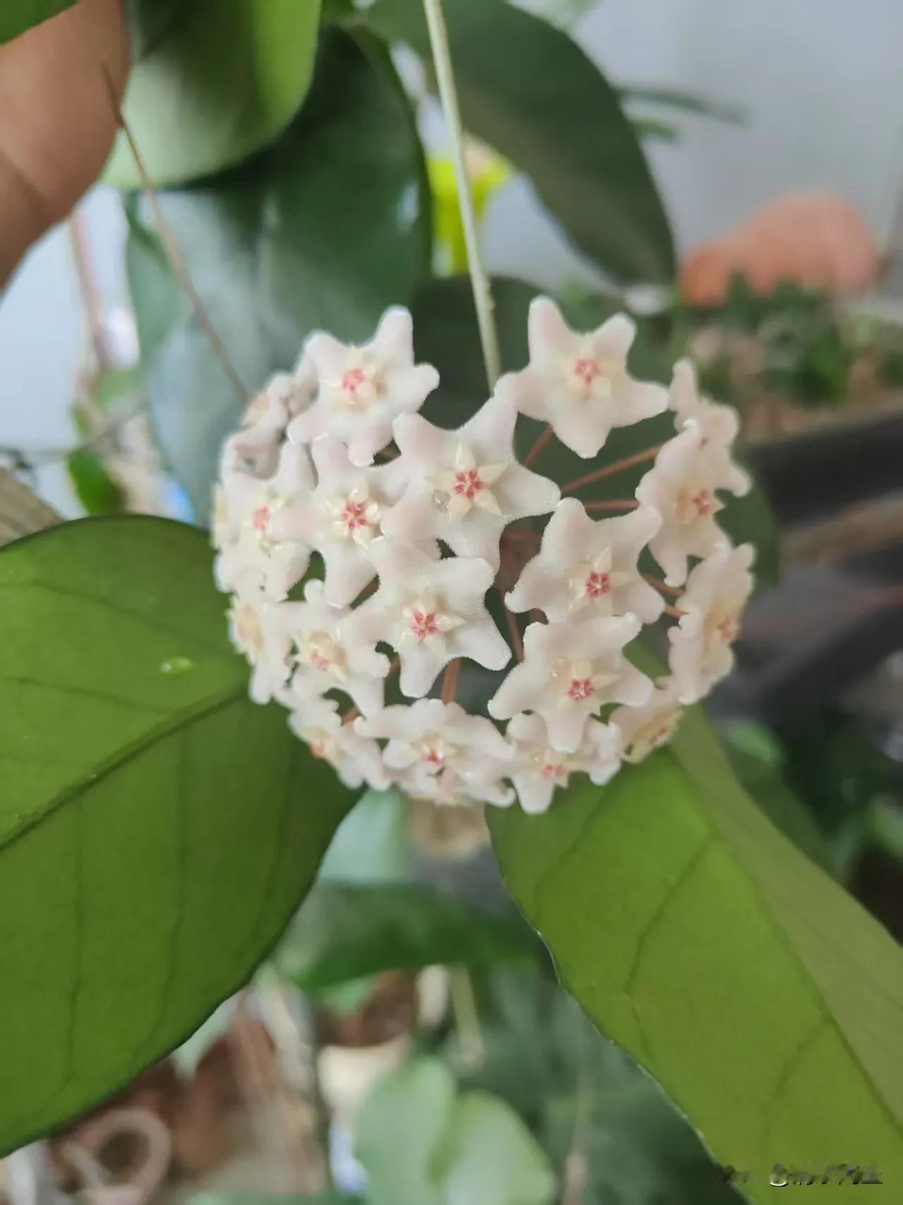 球兰花开
 
月光倾洒如银时，
你撑开乳白的小伞，
蜿蜒的藤枝，
似翠色的绸带随