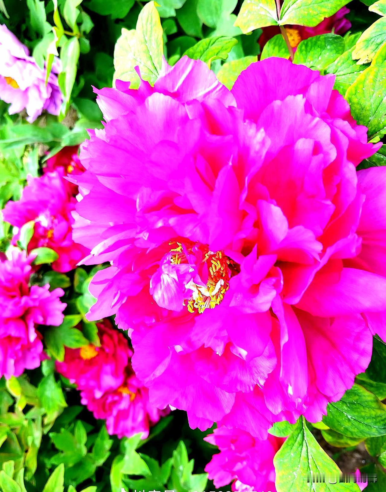 牡丹赞

自从李唐家国强，
唯她独尊英中王。
含苞待放虽然美，
盛放典雅富贵相。