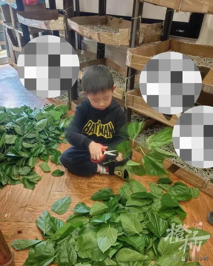 儿子说想做一床蚕丝被，妈妈下单1万粒蚕卵，一家三口90平房子养了1.2万条蚕，一