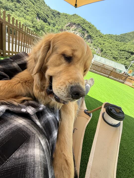 带狗进山才是假期正确打开方式⛰️