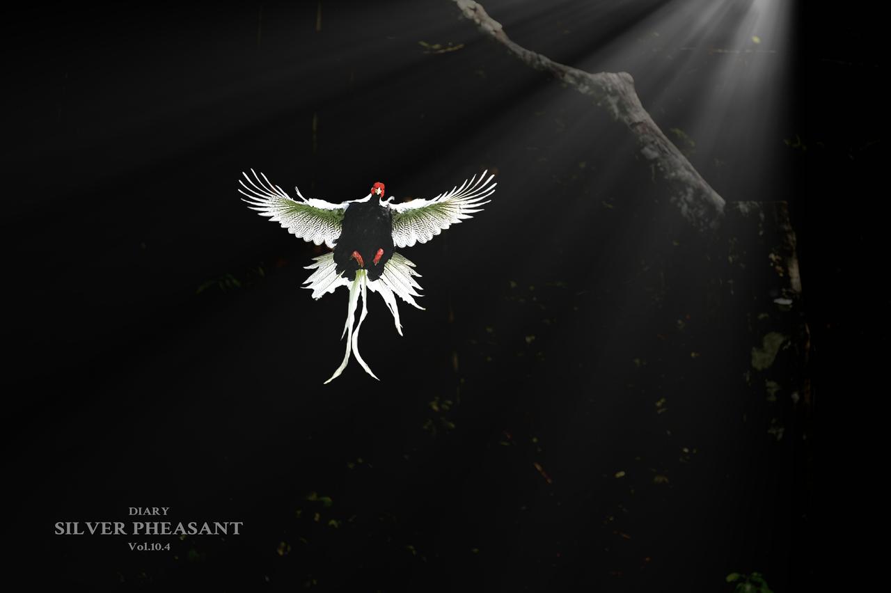 江西伊山自然保护区
惊现国家二级保护动物：《光影白鹇》