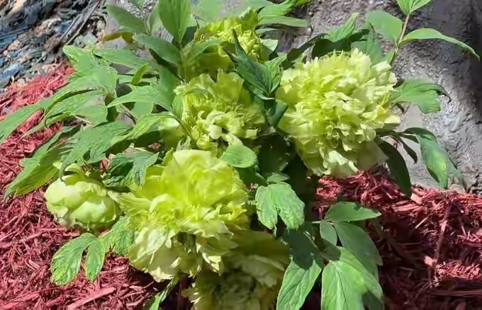 一朵10万的网红绿牡丹被吐槽像生菜，白送都不要 