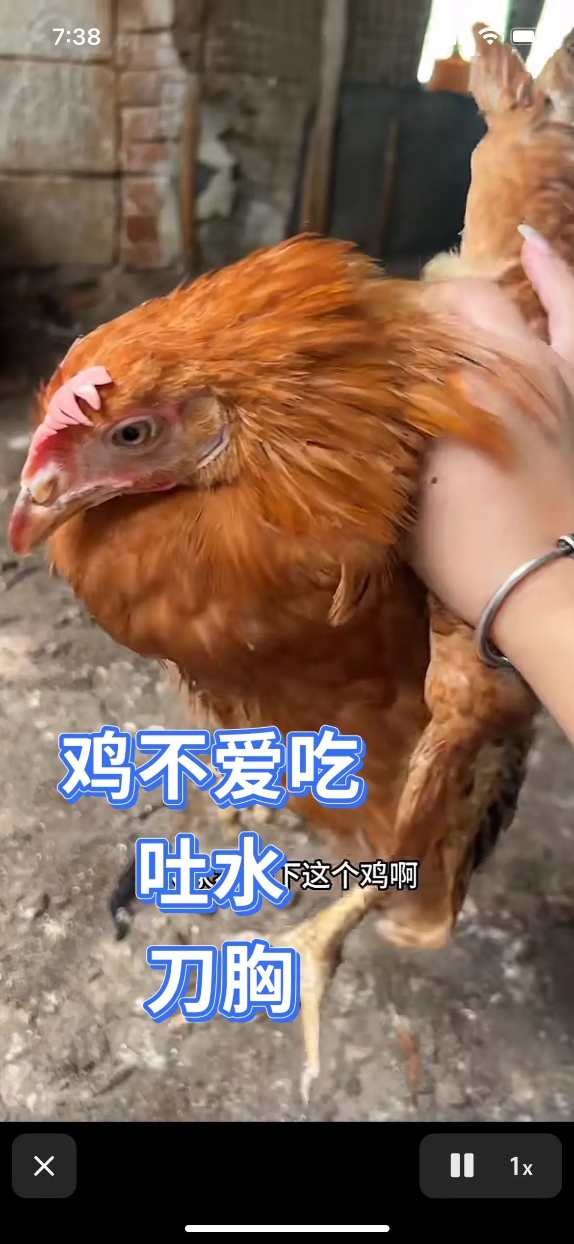 鸡大素子，吐水，刀胸，不爱吃，蹲着不动