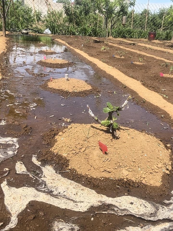 最近别喊我出去玩，我是真没空啊！每天不是在浇无花果，就是在去浇它的路上。我家那些